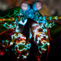 Alle Wirbellose im Stock / All invertebrates in stock