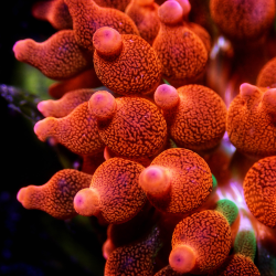Anemonen & Ricordea