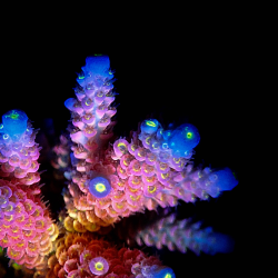 SPS