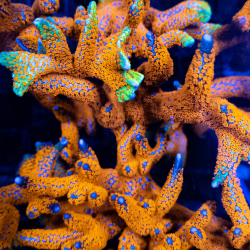 Montipora