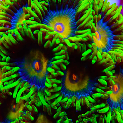 Zoanthus