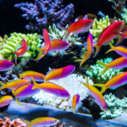Fische
