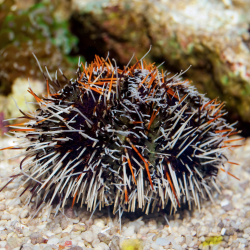 Seeigel
