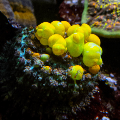 High End Collector Corals