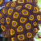 Ultra Zoanthus - Jonny Pumpkins - Frag ca 10 polyps