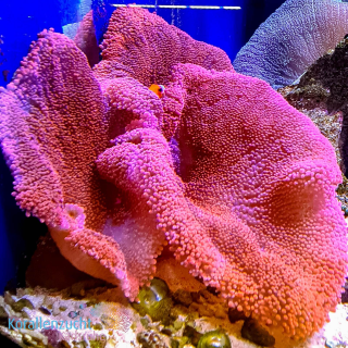 Stichodactyla haddoni XL - Neon Fluo Pink / Red inkl. Clownfish Paar