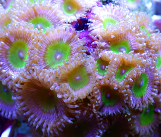 Ultra Zoanthus Pink Hippo - 1 Polyp