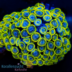 Zoanthus spec. - Prince of Yellow Skirt  - 1 Polyp
