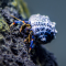 Clibanarius tricolor small - Blaubein Einsiedlerkrebs