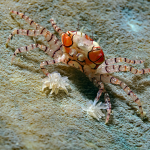 Lybia tesselata - Boxerkrabbe Nano