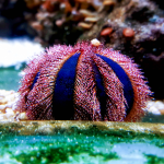 Mespilia globulus - Kugel-Seeigel