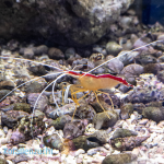 Lysmata amboinensis SM - Putzergarnele