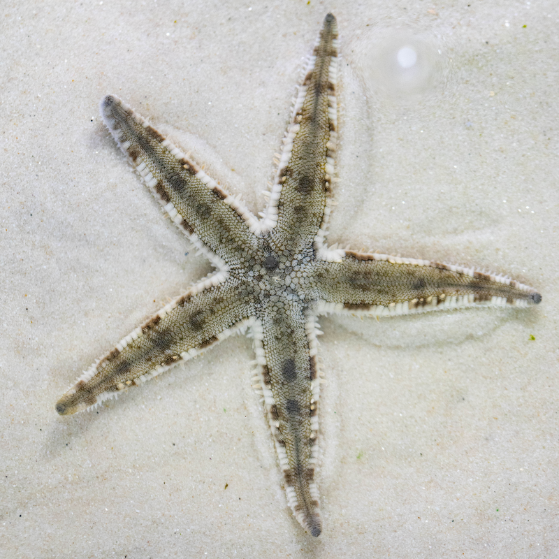 Archaster typicus - Grabender Seestern - www.korallenzucht.eu, 21,90