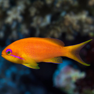 Pseudanthias squamipinnis small -  strong color blue eye - female