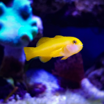 Gobiodon okinawae - Gelbe Korallengrundel