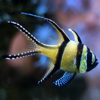 Pterapogon kauderni - Kardinalbarsch - NACHZUCHT