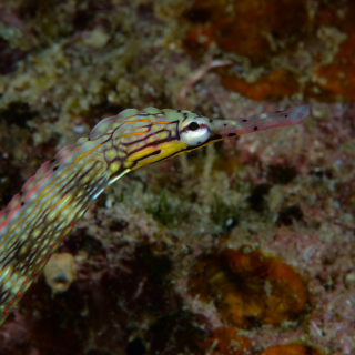 Corythoichthys intestinalis  - Drachenkopf Seenadel