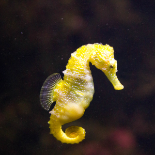 Hippocampus kuda NZ ca 15cm St&uuml;ck - Yellow/Brown