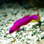 Pseudochromis fridmani Nachzuchten- K&ouml;nig Salomon
