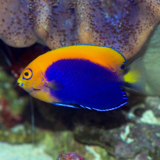 Centropyge acanthops small - Afrika top color