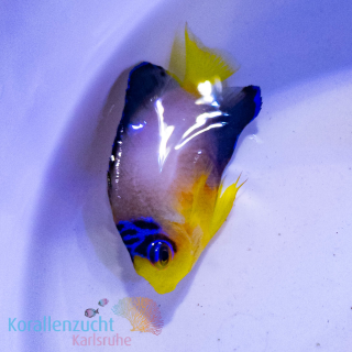 Centropyge multicolor - Vielfarben Zwergkaiserfisch - Rarit&auml;t