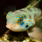 Synchiropus picturatus PAAR - LSD Mandarin-Fisch