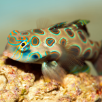 Synchiropus picturatus PAAR - LSD Mandarin-Fisch