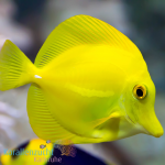 Zebrasoma flavescens - Hawaii-Doktorfisch - small ca. 5...