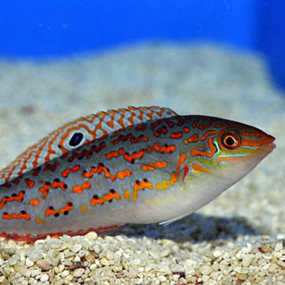 Halichoeres timorensis - Timor Lippfisch - Small -  Rarit&auml;t