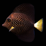 Zebrasoma gemmatum