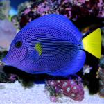 Zebrasoma xanthurum small -  Rotmeer Doktorfisch RaR