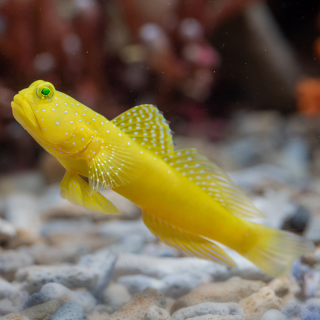 Cryptocentrus cinctus + Alpheus bellulus Partnerkrebs