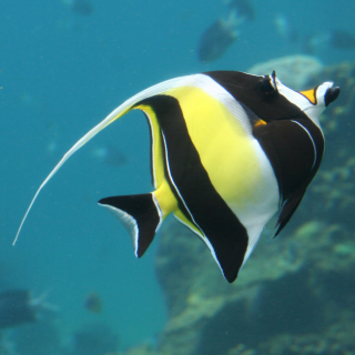 Zanclus cornutus Medium - Halfterfisch