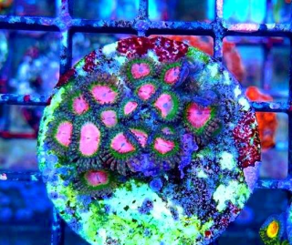 Ultra Zoanthus - Pink Krakatoa RaR - Frag 1 Polyp