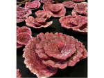 Real Reef Rock - Plate Corals (10 Stk.)