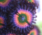 Ultra Zoanthus - Raptor Rainbow - Frag 2-3 Polyps