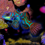 Synchiropus splendidus - Mandarinfisch Leierfisch...