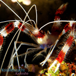 Stenopus hispidus - Geb&auml;nderte Scherengarnele