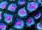 Ultra Zoanthus - Blue Kissses - Frag 3-5 Polyps