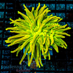 Euphyllia glabrescens - K&sup2; Holy Grail Yellow star - 3 Heads - Rare  - WYSIWYG 217