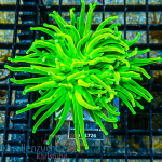 Euphyllia glabrescens - K&sup2; Holy Grail Yellow star -...