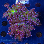 Euphyllia paradivisa - K&sup2; Purple &amp; Toxic Green Center - L - Anf&auml;nger  - WYSIWYG 227