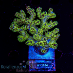 Pocillopora spec. - K&sup2; Tricolor - L - cultured - Anf&auml;nger  - WYSIWYG 261