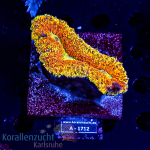 Lobophyllia spec. - K&sup2; Ultra Glitter - Anf&auml;nger  - WYSIWYG 277