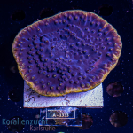 Turbinaria spec - K&sup2; Purple / Yellow Rim - L -...