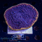 Turbinaria spec - K&sup2; Purple / Yellow Rim - L - cultured - Anf&auml;nger  - WYSIWYG 285