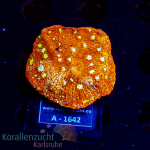 Echinophyllia spec.  - K&sup2; Oxy Red / Yellow - cultured - Anf&auml;nger  - WYSIWYG 298