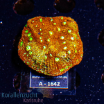 Echinophyllia spec.  - K&sup2; Oxy Red / Yellow - cultured - Anf&auml;nger  - WYSIWYG 298