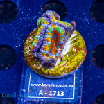 Acanthastrea lordhowensis - K&sup2; Ultra Rainbow - cultured - Rare  - WYSIWYG 306