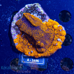 Montipora spec. - K&sup2; Aussie Blue Polyps - cultured -...